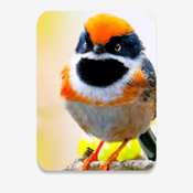 小龙虾直播TV版app下载